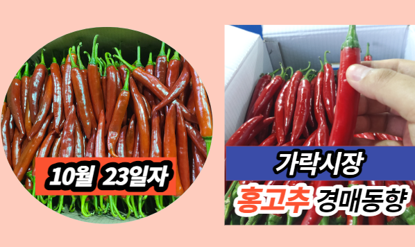  [경매사 일일보고] 10월 23일자 가락시장 홍고추 경매동향을 살펴보겠습니다!