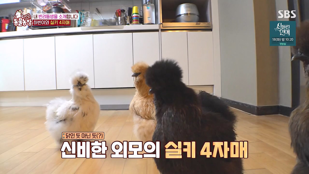 TV 동물농장.E1175.240610p-NEXT.mp4_20240609_160244.523.jpg