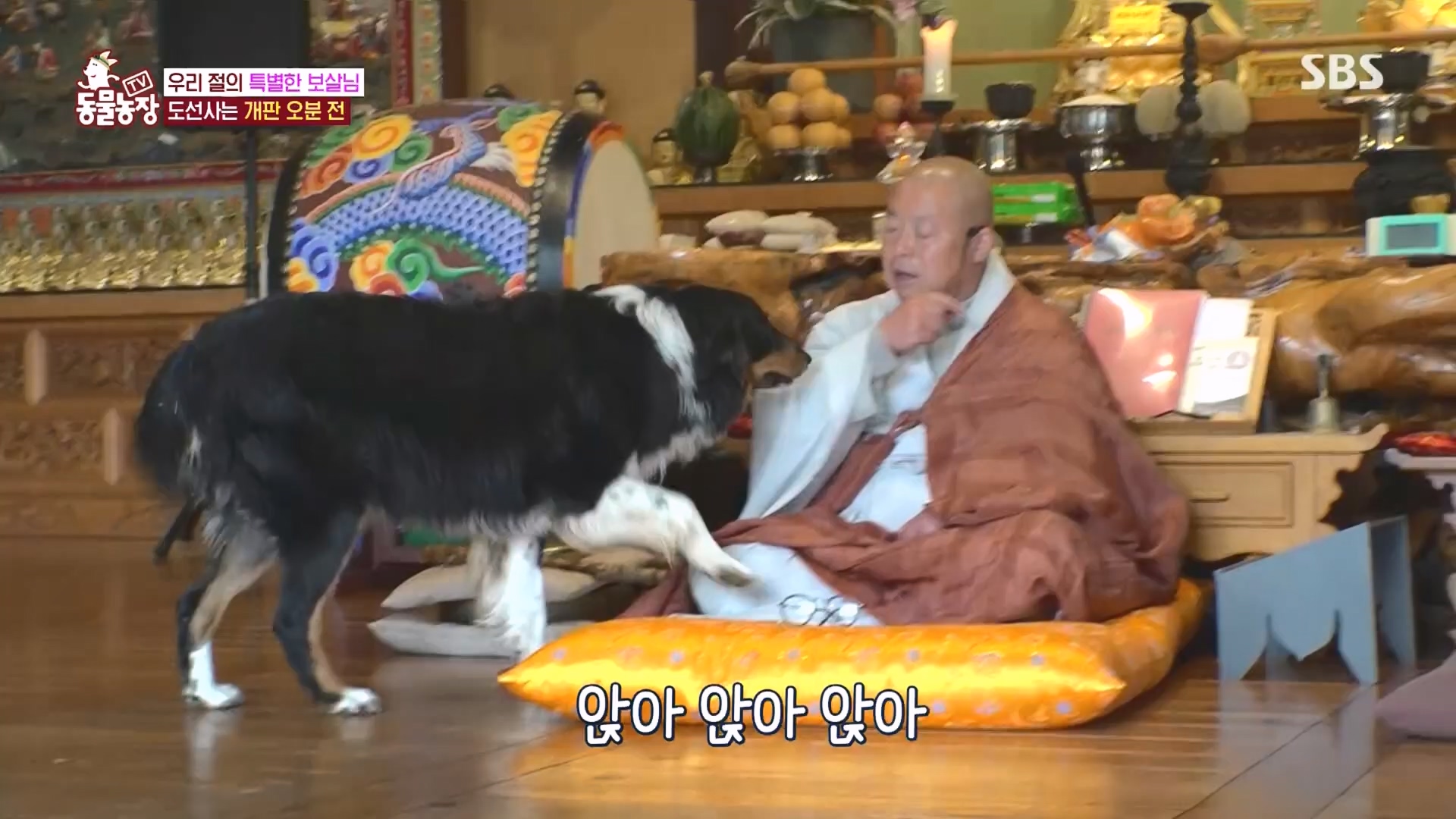 TV 동물농장.E1149.231210p.H264-F1RST.mp4_20231210_171050.364.jpg