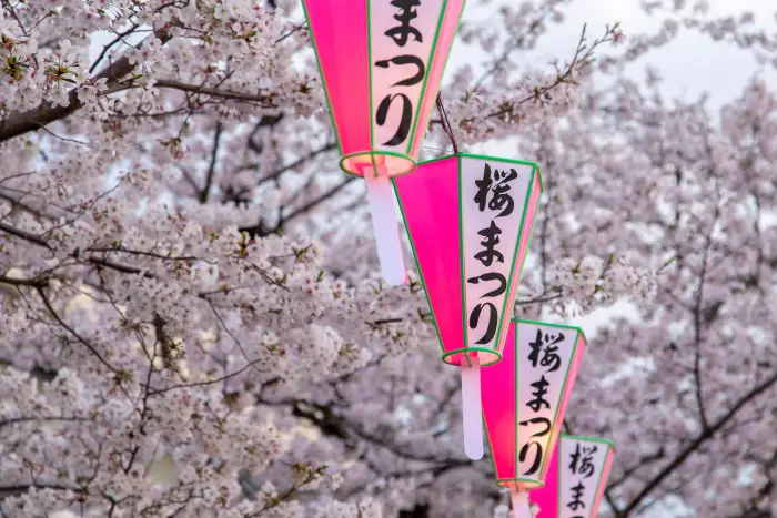 일본의-왕-벚꽃