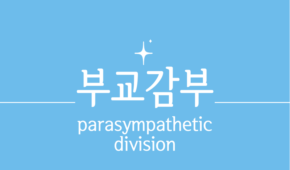 '부교감부(parasympathetic division)'