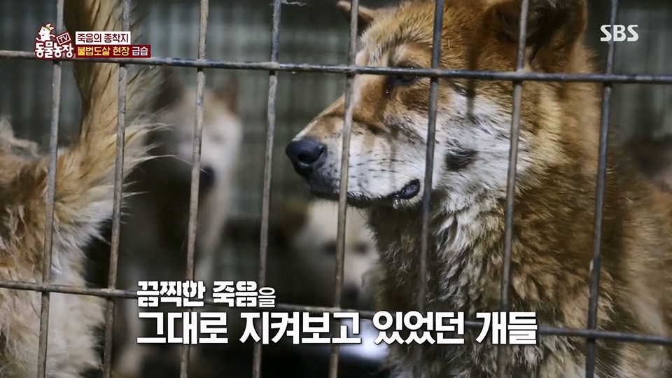 TV 동물농장.E1129.230716p.H264-F1RST.mp4_20230716_183635.521.jpg