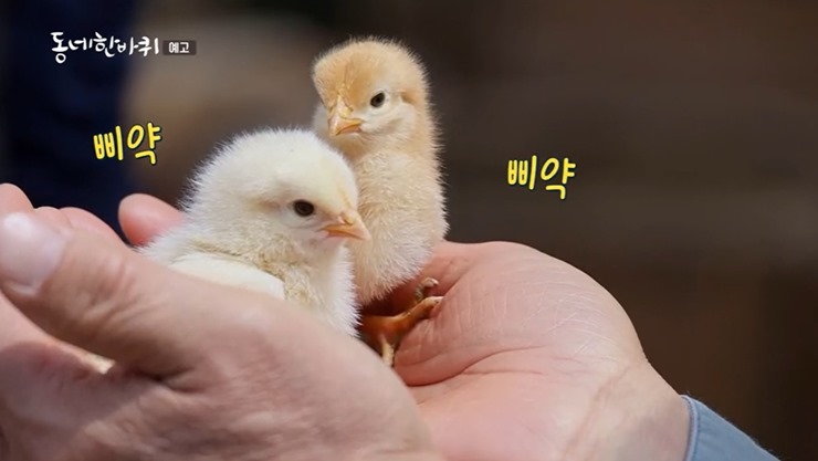 동네한바퀴-연천-유정란