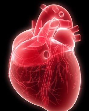 심장과 혈관 3d