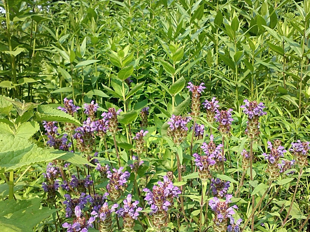  토종민들레(포공영),꿀풀(하고초),잔대,천궁