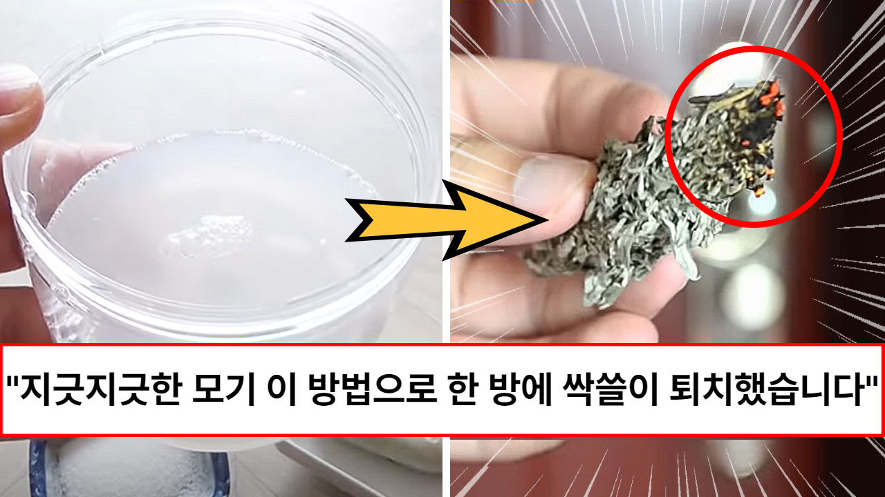 “한 방도 안 물립니다” 이 방법이면 한 방에 싹쓸이 퇴치 가능하다는 100% 천연 모기퇴치제 초간단 버전