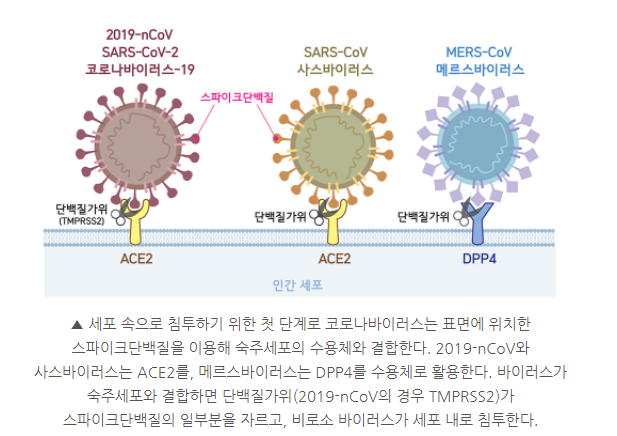 COVID19-TMPRSS2