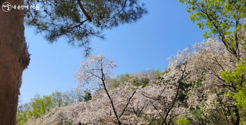 북악-스카이웨이-벚꽃