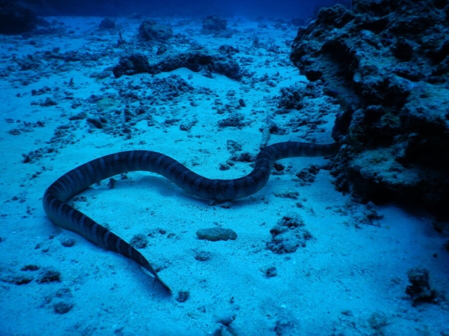 다도해에서 맹독성 뱀이 발견되었다.