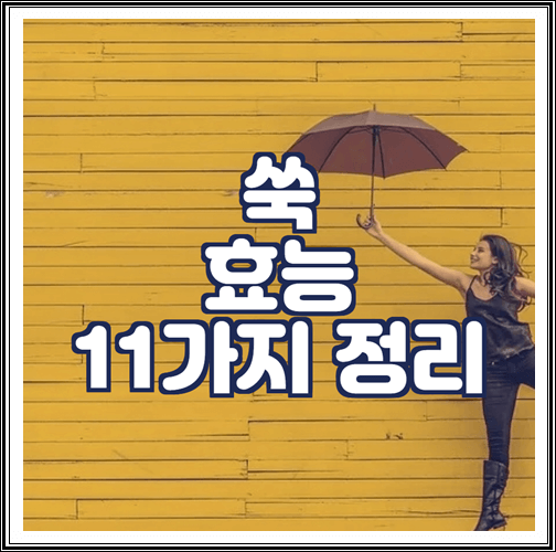  쑥 효능 11가지 정리