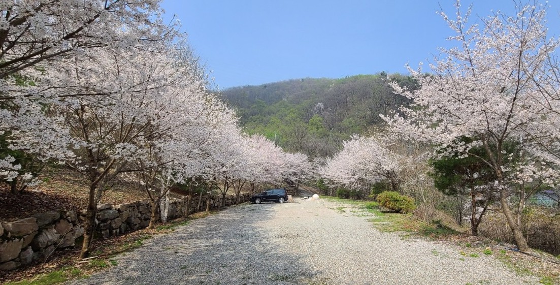 벚꽃 캠핑장 홍천 산으로캠핑장