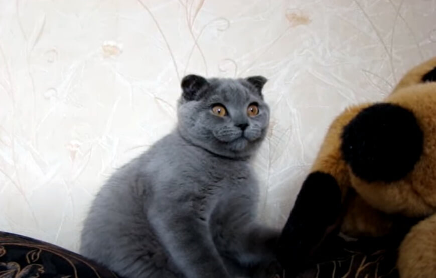 세상에서가장귀여운고양이-크세니아