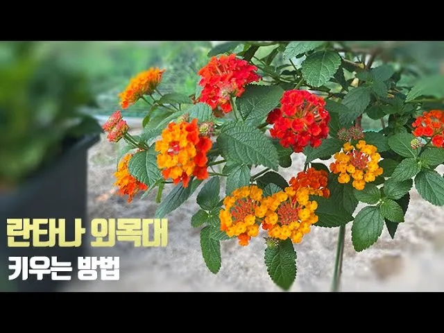 란타나 키우기 꽃말 노지월동 삽목 독성_1