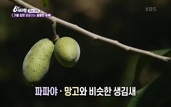 [7613회] 6시 내고향 - KBS7613회] 6시 내고향.ts_20220913_203333.731.jpg