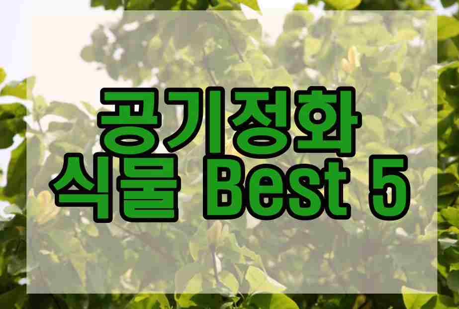  공기정화 식물 Best 5 미세먼지 안녕