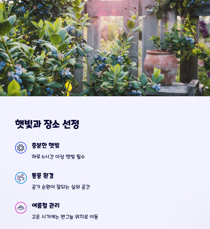 블루베리 키우기