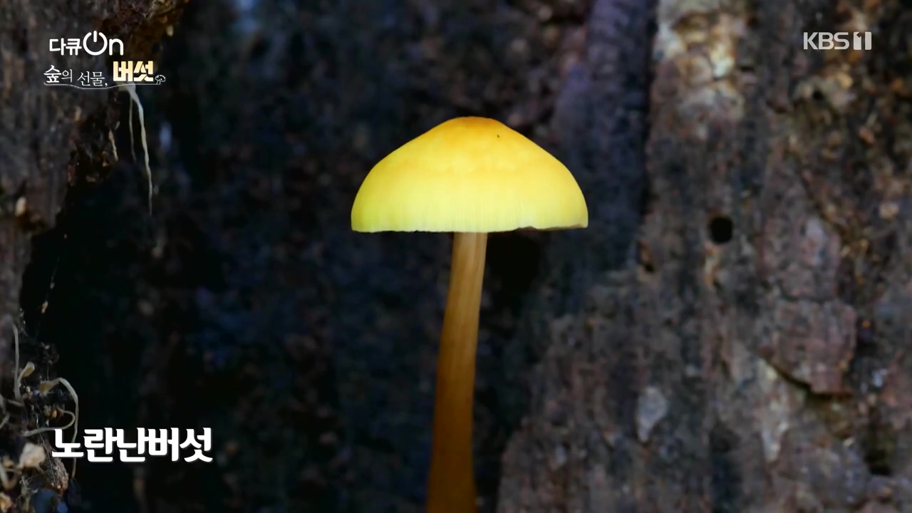 다큐 온.E227.231120p-NEXT.mp4_20231121_201838.233.jpg