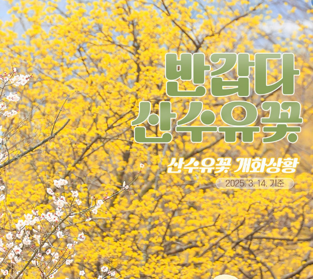 구례 산수유축제 개화상황