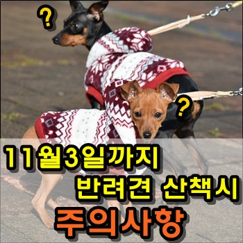  11월 3일까지 반려견 산책시 주의사항