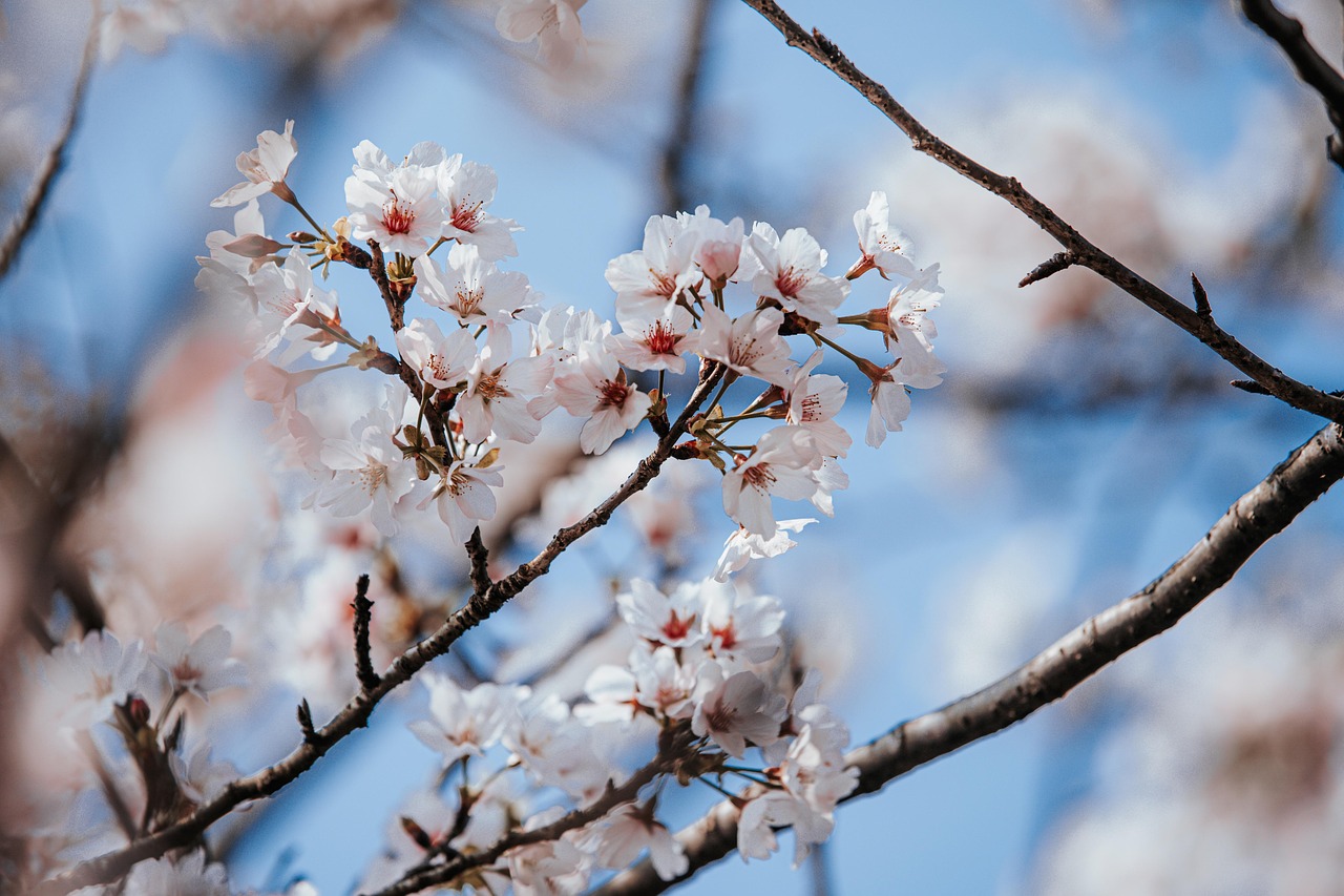 벚꽃 상단 사진