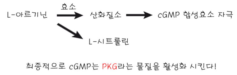  아르기닌을 먹으면 발기부전에 효과적인가요?