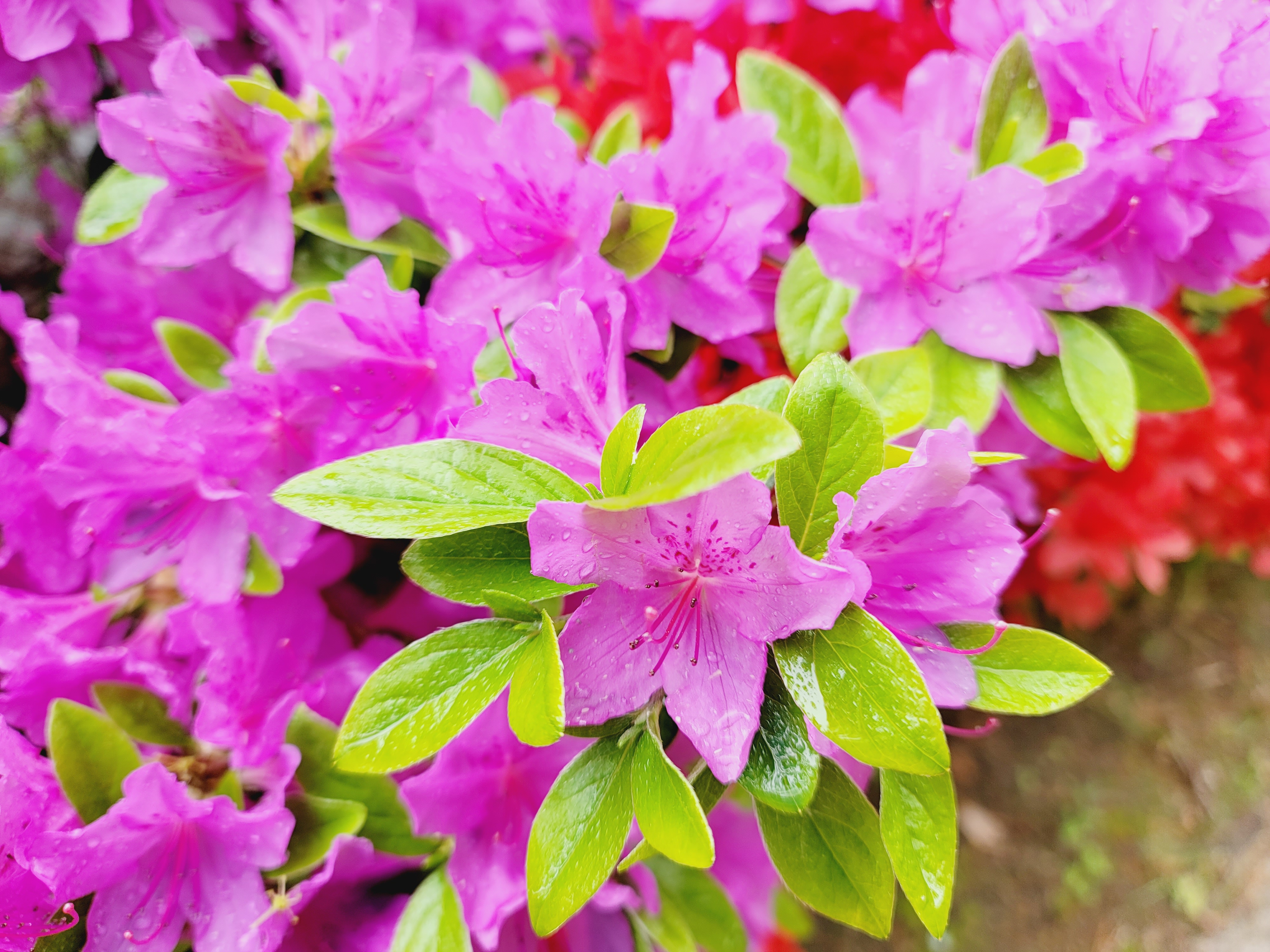 산철쭉 화단접대 27