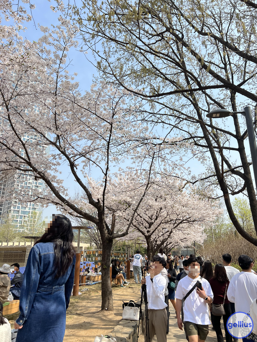 서울숲 살펴 볼 장소 여덟 번째&#44; 벚꽃 인생삿 장소