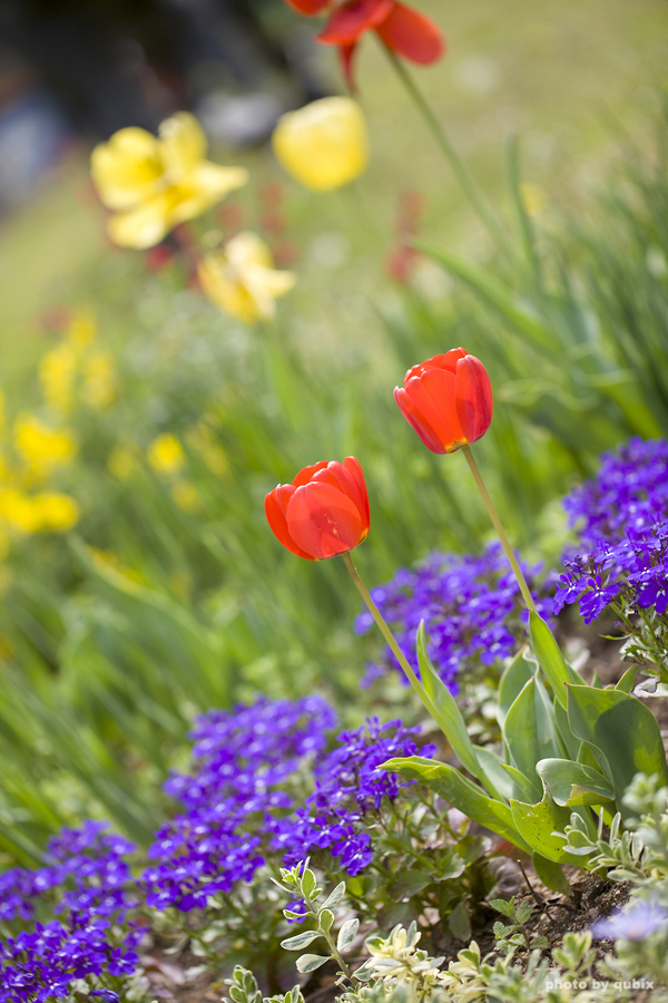 벚꽃 뒤의 튤립, 서울 성수동 튤립명소 '서울숲' 23