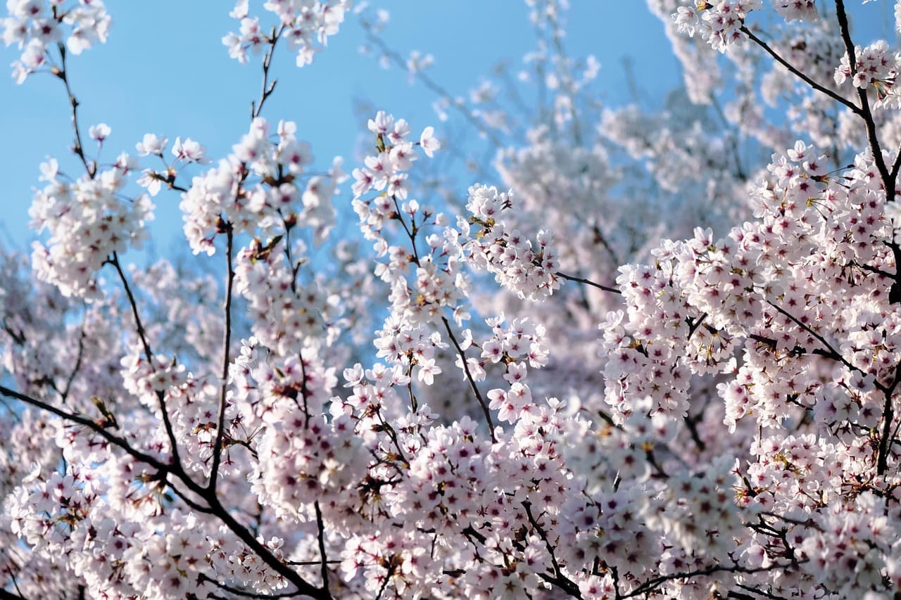 지역별 벚꽃 구경하기 좋은 곳 한눈에 보기