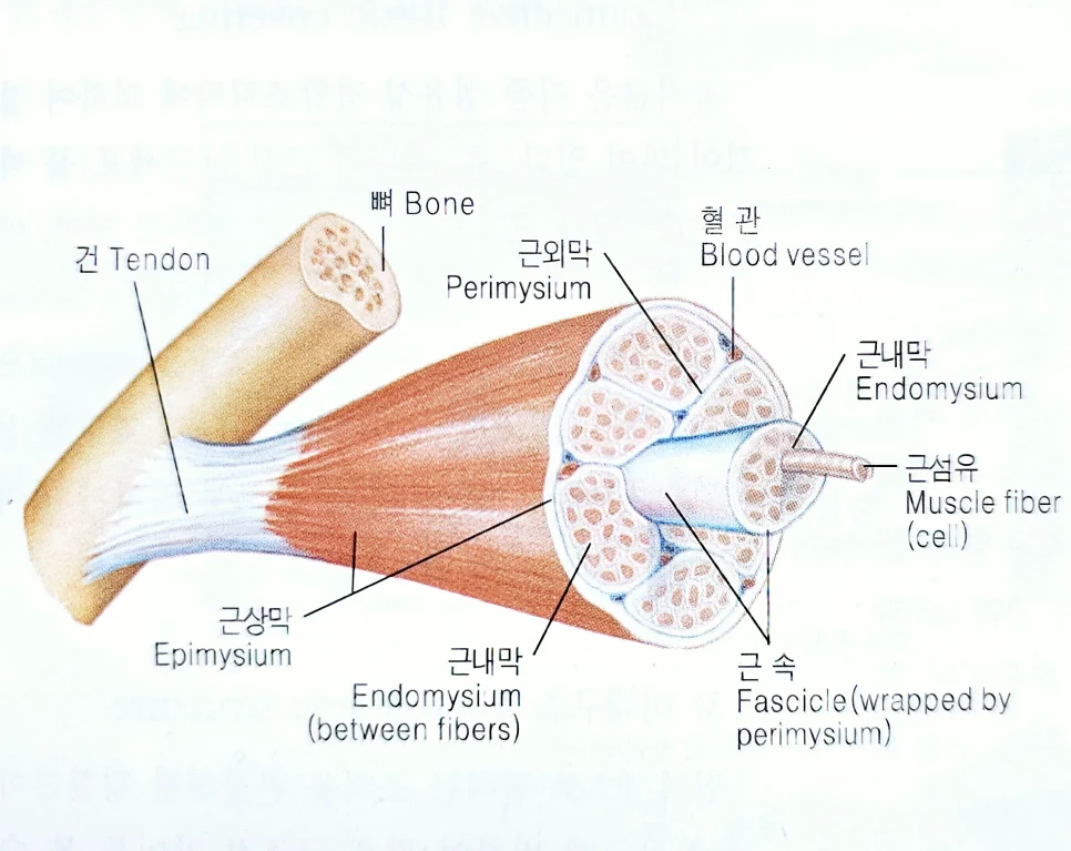 골격근의 피복