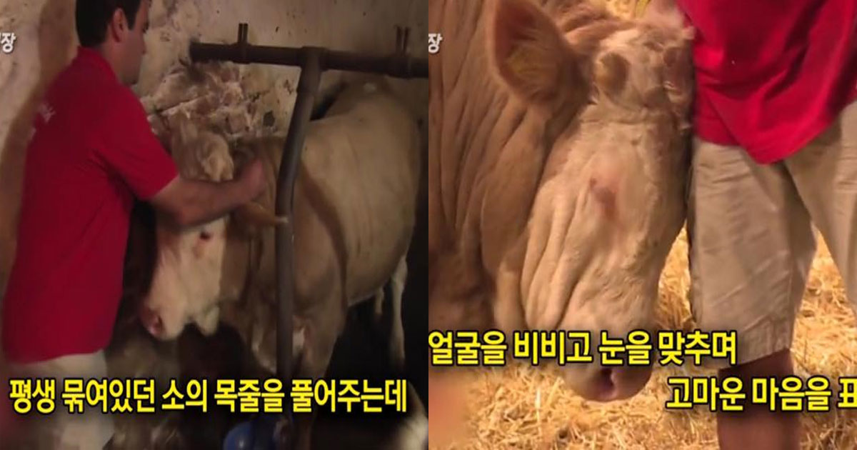  태어나서 처음으로 목줄에서 벗어난 황소의 반응 ㅠㅠ