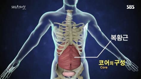 인체 코어의 구성