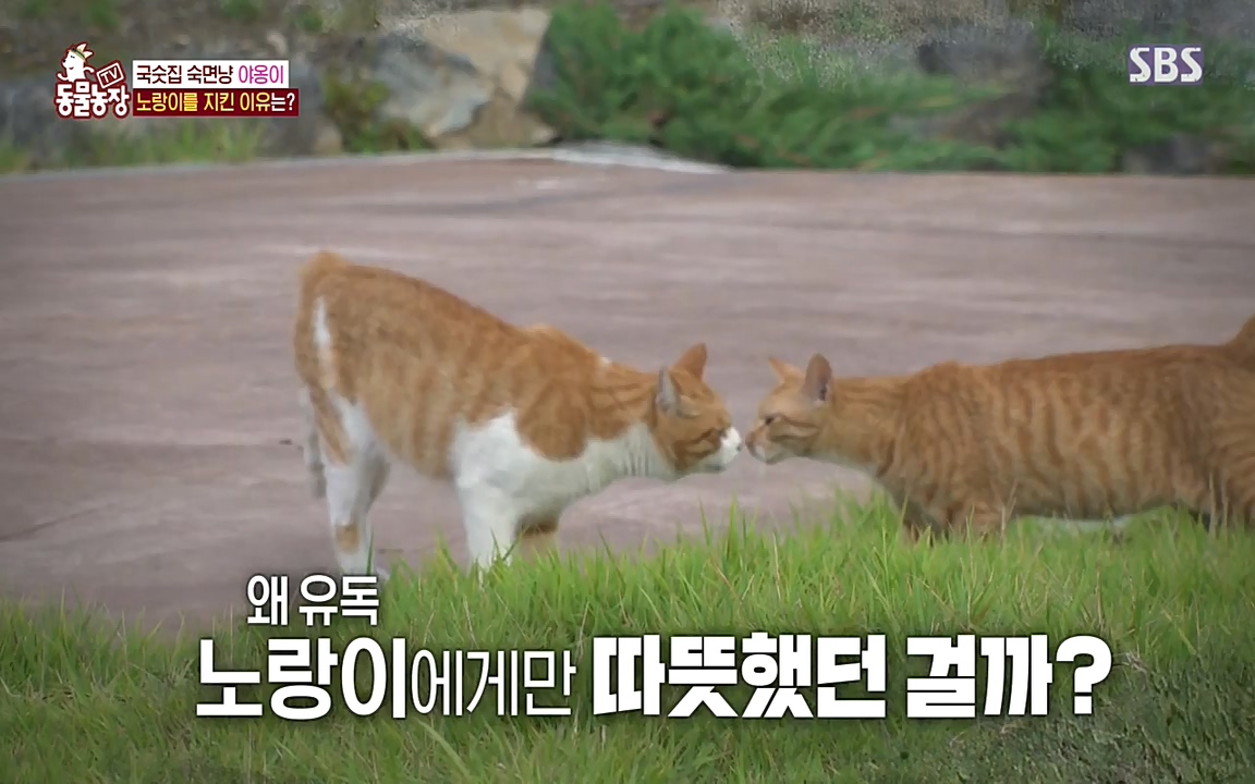TV 동물농장.E1087.220919p-NEXT.mp4_20220918_180221.616.jpg
