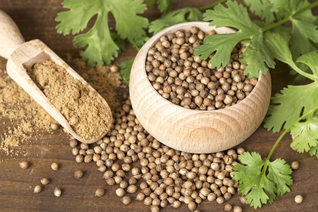  코리앤더 씨 Coriander Seed (고수씨) 에 대해 알아볼까요?