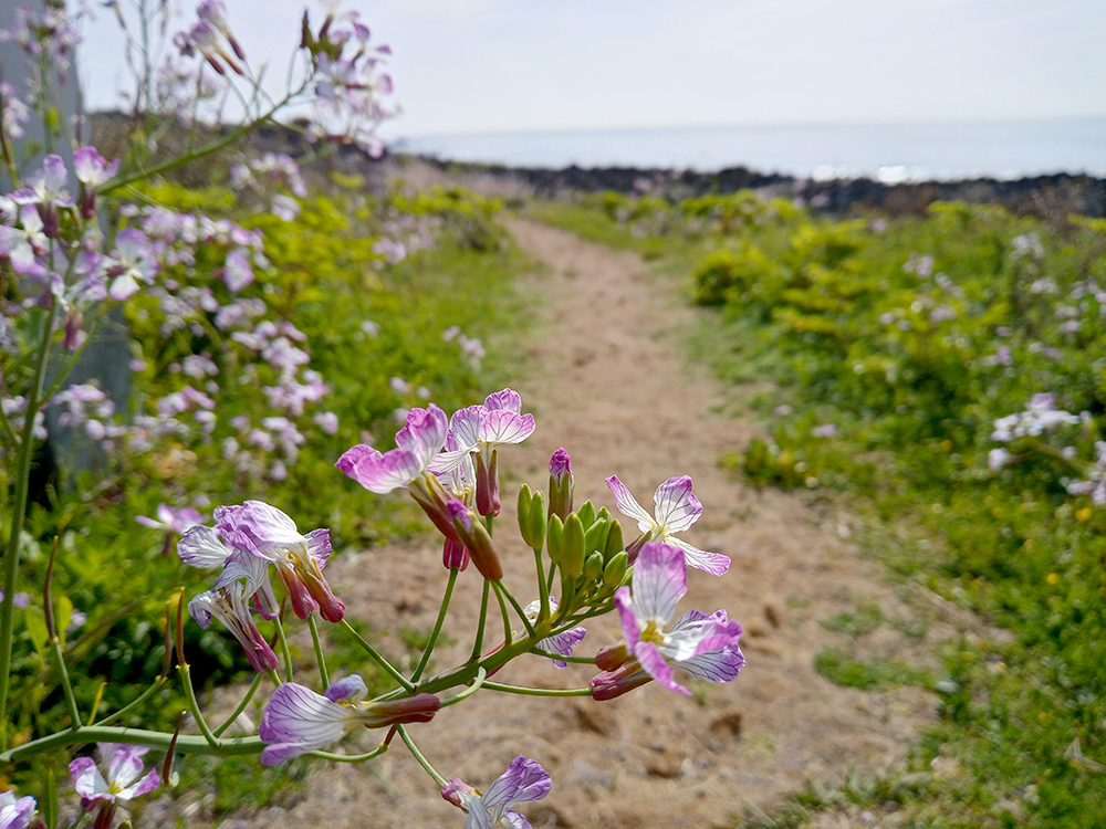 올레3B코스: 신산바닷가 갯무꽃