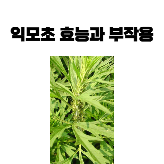 익모초 효능과 부작용