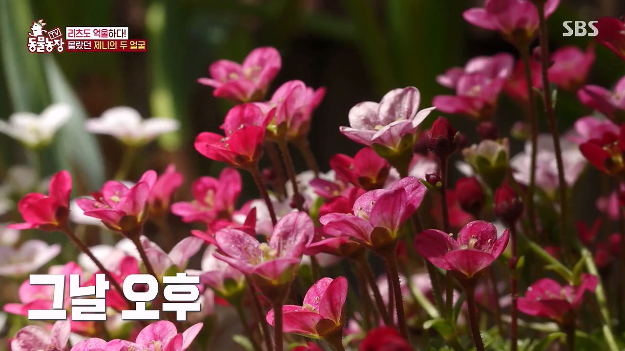 TV 동물농장.E1174.240603p-NEXT.mp4_20240602_155735.315.jpg