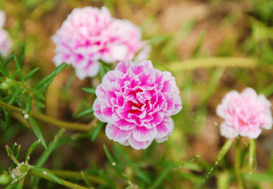채송화 꽃말
