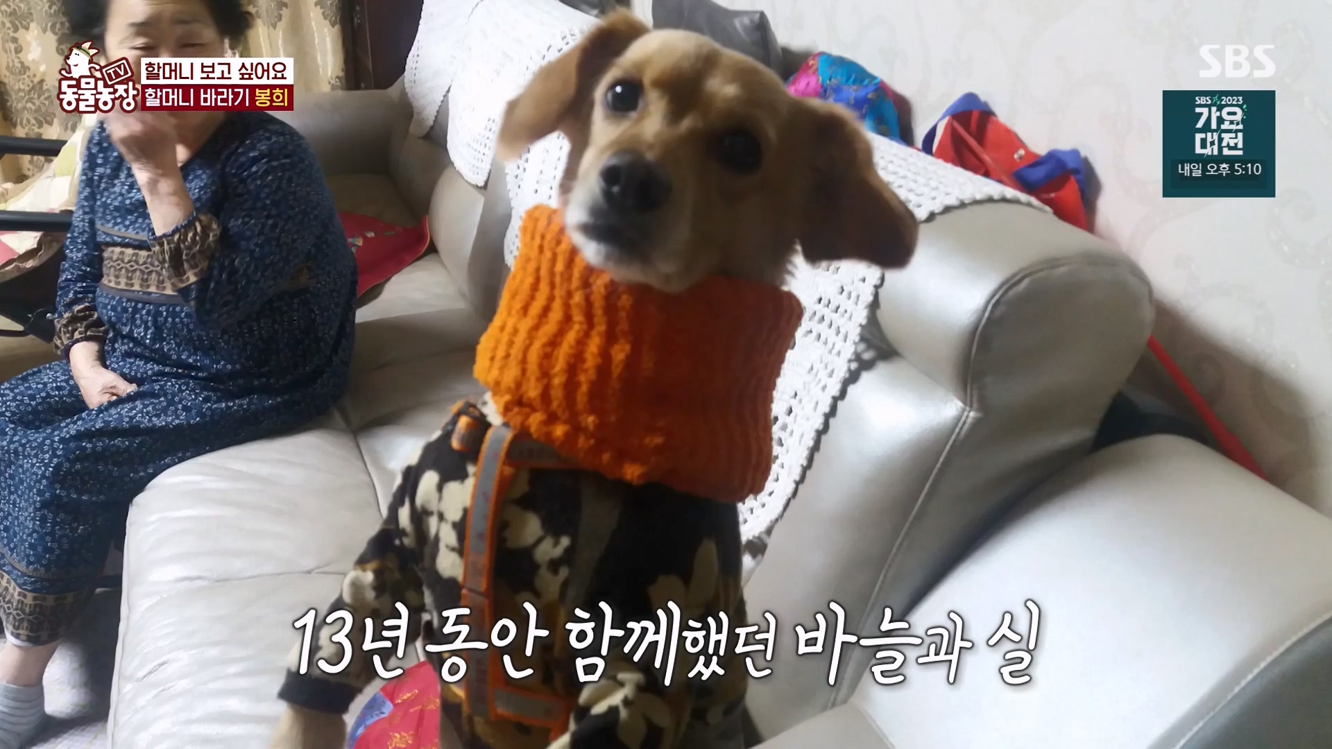 TV 동물농장.E1151.231224p-NEXT.mp4_20231224_154147.132.jpg