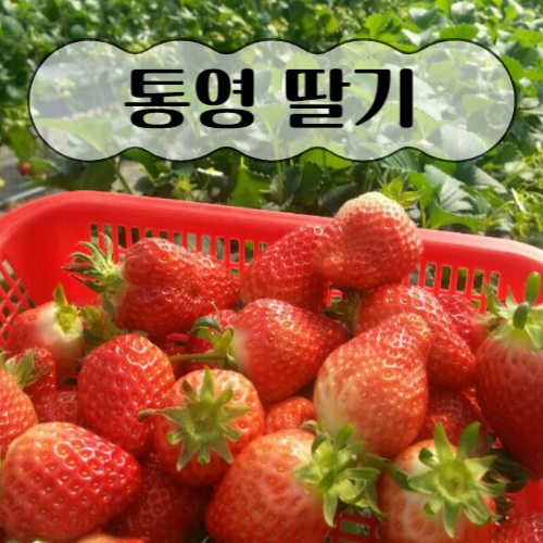  생활의 달인) 통영 딸기왕 체험농장 위치