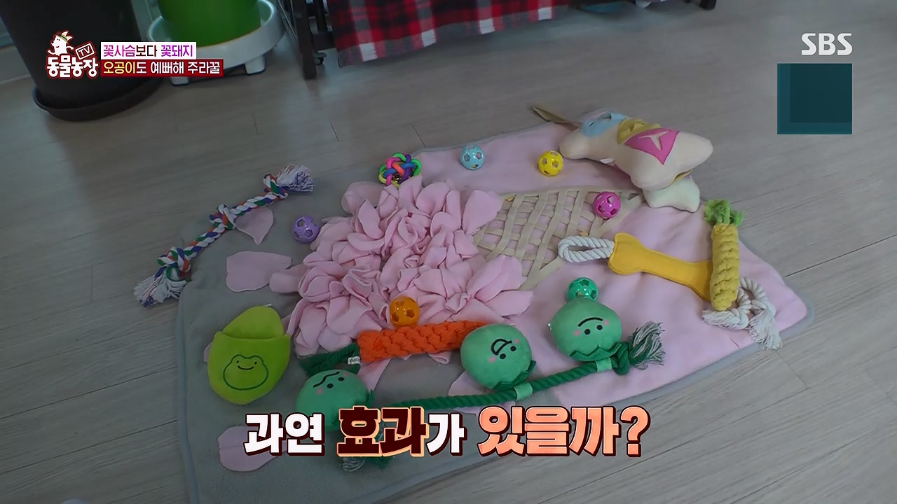 TV 동물농장 1189화 다시보기.ts_20240922_161949.538.jpg