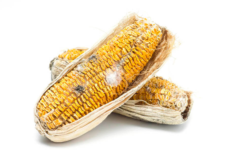 moldy corn