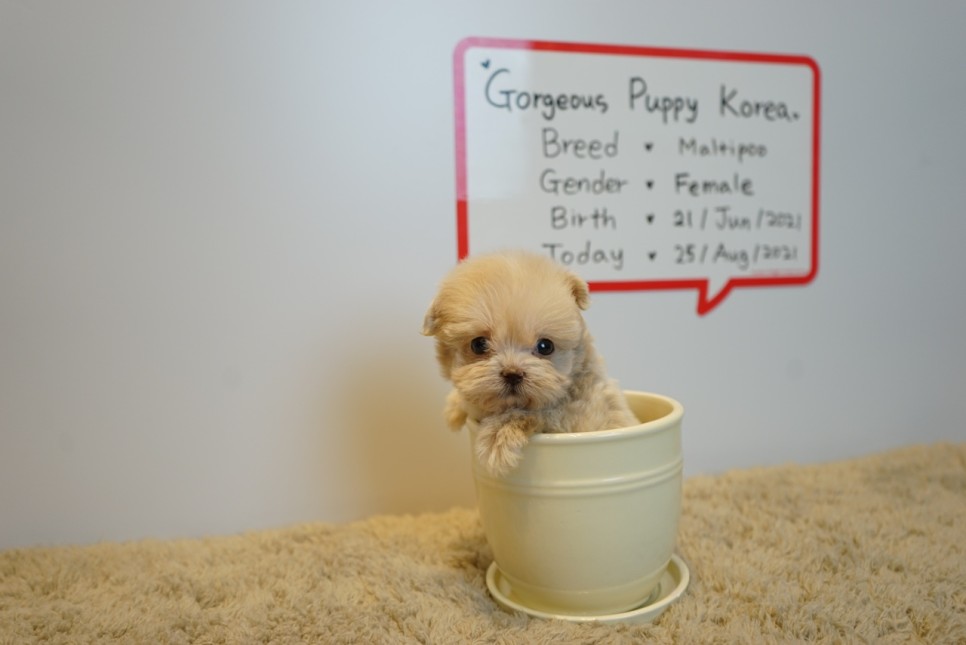 역시 일산에서! 둘째 말티푸분양도 7
