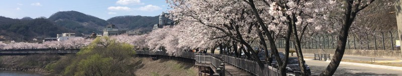 2023 벚꽃 여행 (합천호 백리 벚꽃길)