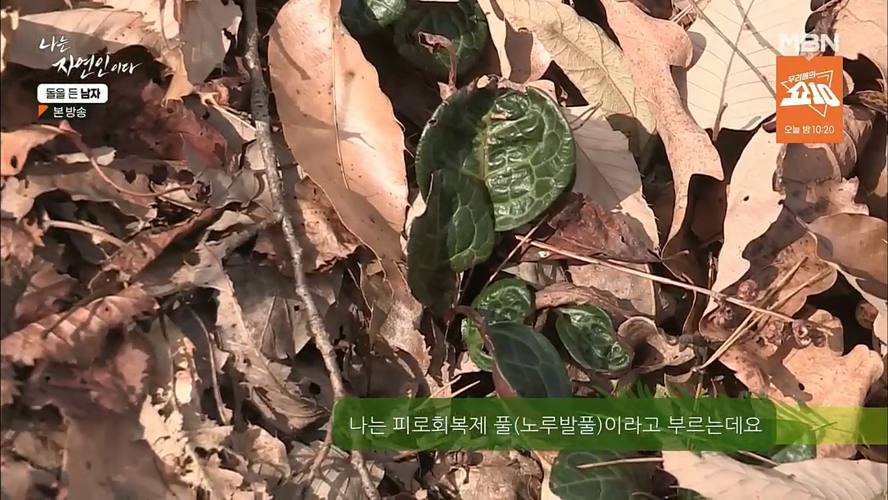 나는 자연인이다.E532.221215p.H264-F1RST.mp4_20221215_193155.427.jpg