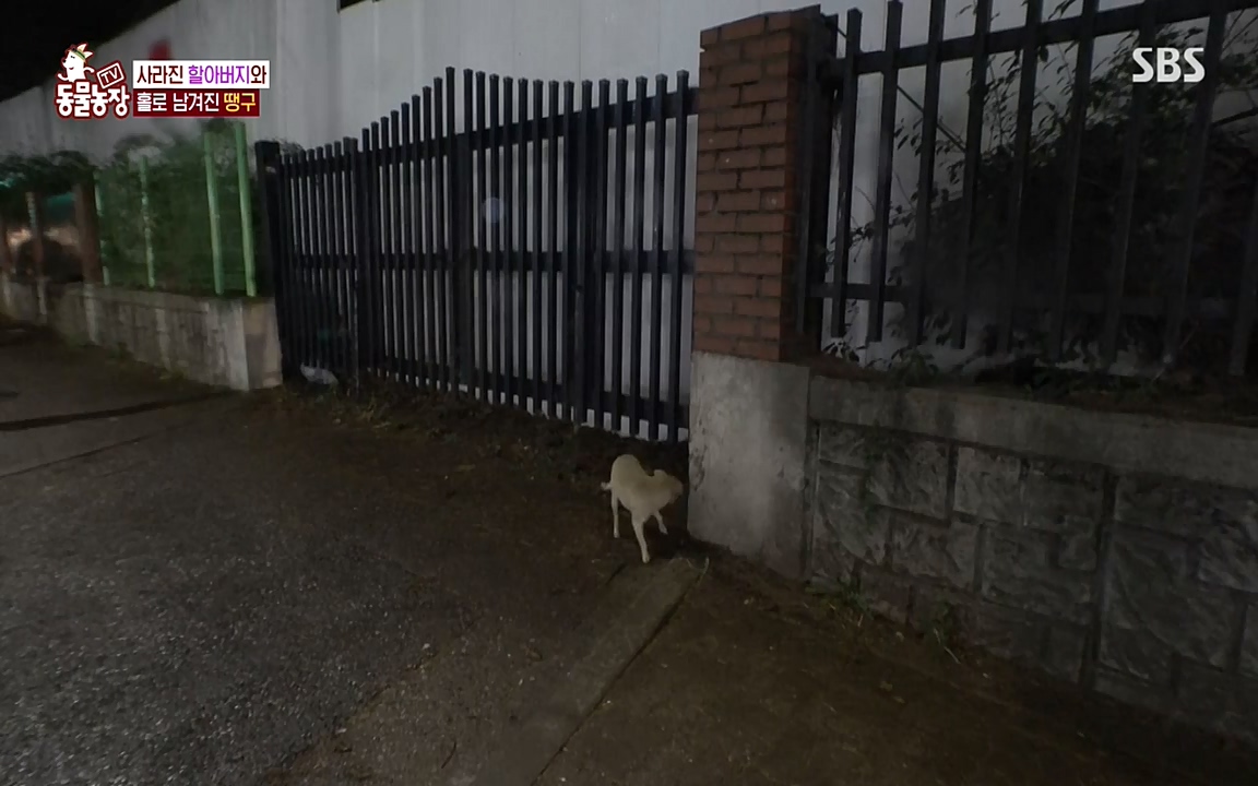 TV 동물농장.E1075.220627p-NEXT.mp4_20220626_175559.980.jpg