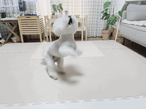 강아지 배변판 강아지 배변판, 18