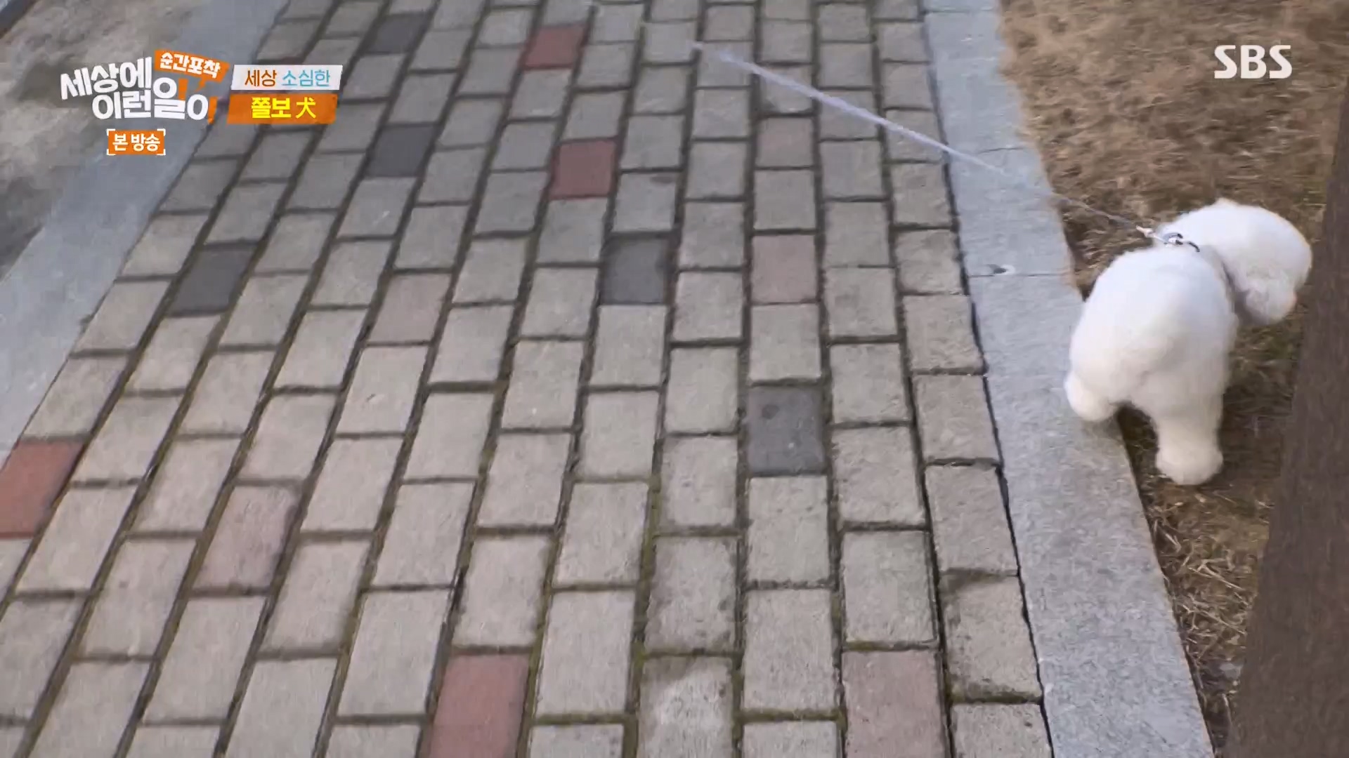 순간포착 세상에 이런일이.E1263.240203p-NEXT.mp4_20240204_164015.616.jpg