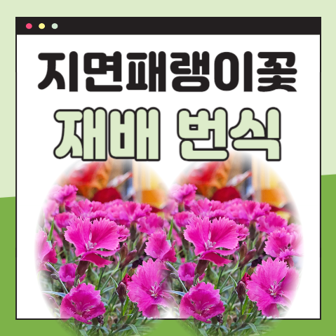 지면패랭이꽃