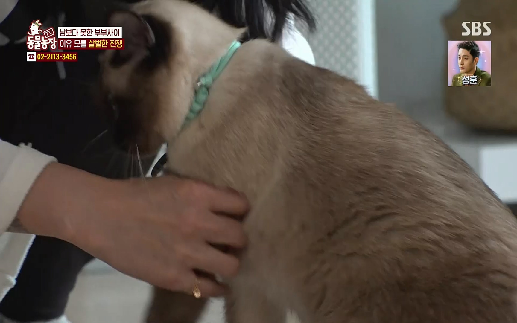 TV 동물농장.E1067.220501p.H264-F1RST.mp4_20220501_185006.542.jpg